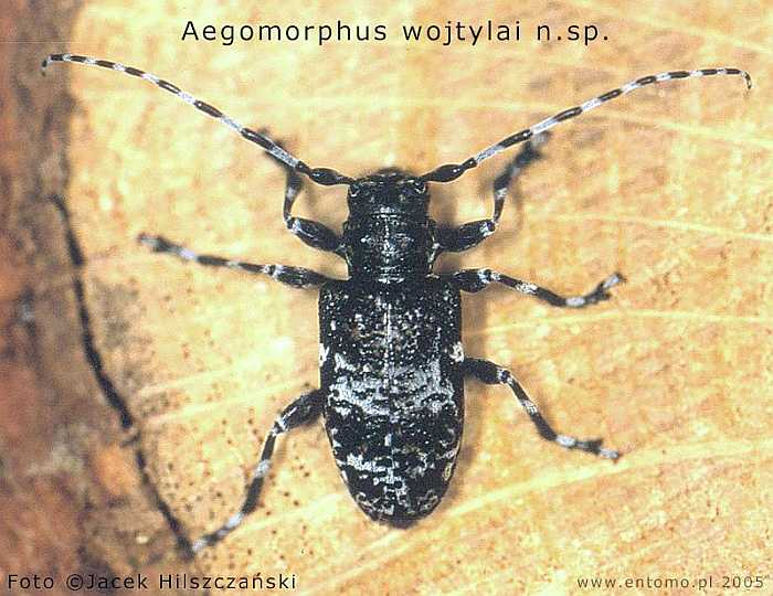 Aegomorphus wojtylai