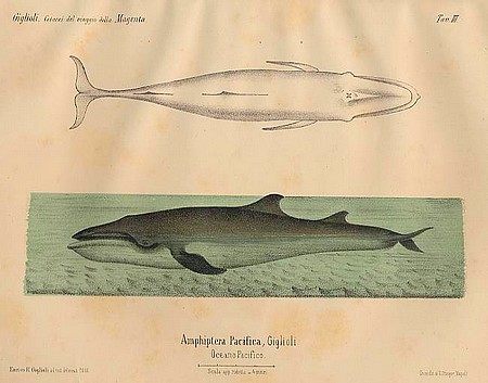 Giglioli's whale, rekin Giglioliego, wieloryb Giglioliego