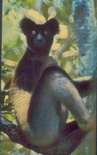 Lemur indri, bardzo podobny do kidoky