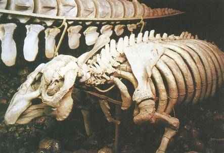 Szkielet krowy morskiej w Szwedzkim Muzeum Historii Naturalnej w Sztokholmie
