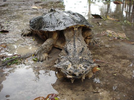 http://www.kryptozoologia.pl/grafika/img/matamata.jpg