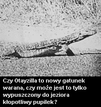 Otayzilla