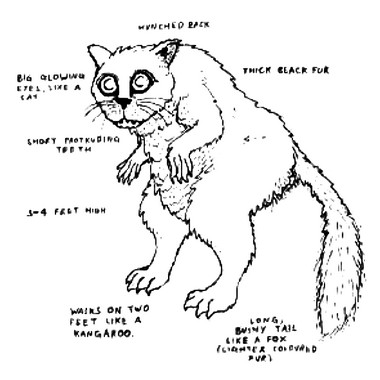 Nieznane zwierzę zaobserwowane w Falmouth w Anglii
