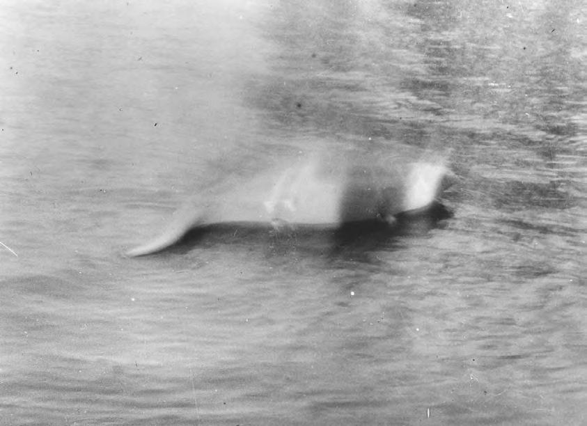 Nessie - pierwsze zdjęcie (1931)