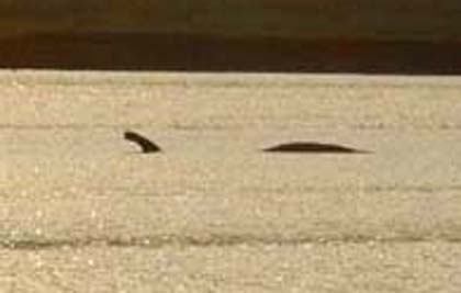 Serpent z rzeki Rasa