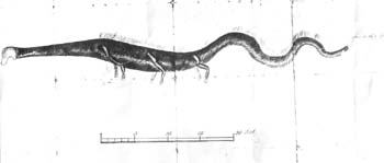 Storsie - potwór z jeziora Storsjon