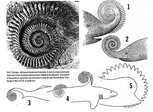 Helicoprion