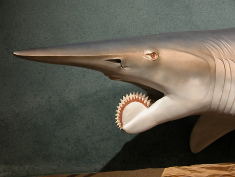 Helicoprion