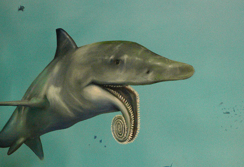 Helicoprion