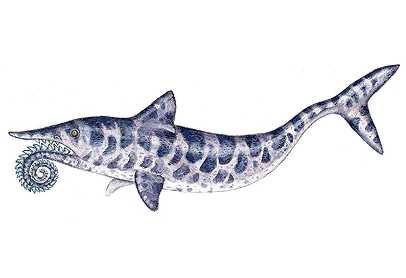 Helicoprion