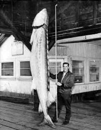 Illie (wielki jesiotr) - potwór z Jeziora Illiama