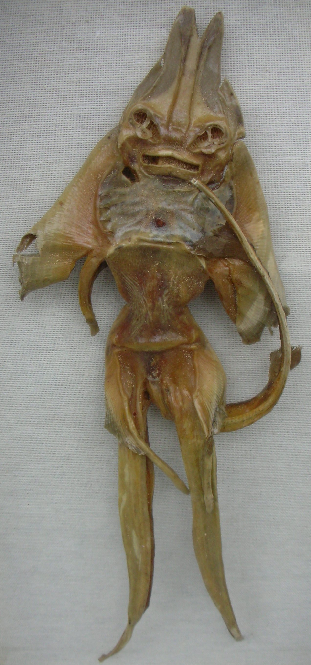 Jenny Haniver