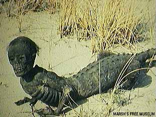 Hybryda (fałszywka: pół-małpa, pół-krokodyl)