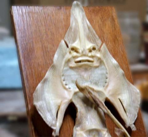 Jenny Haniver
