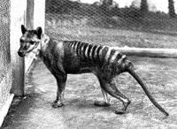 Wilk Tasmański (ostatni żywy okaz, który zmarł w niewoli)