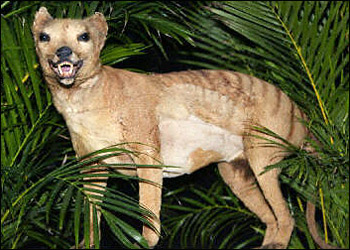 Wilk Tasmański (wypchany)