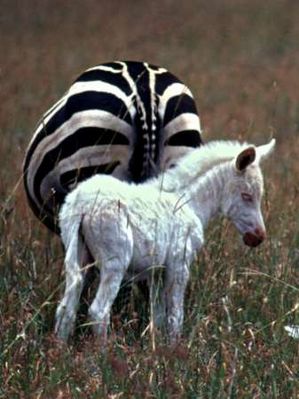 Zebra albinos