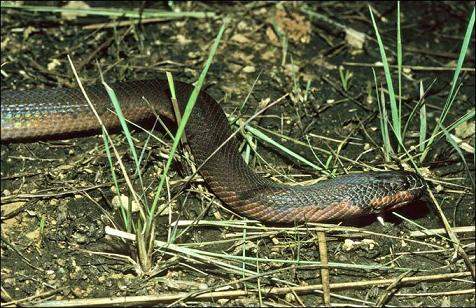 Wąż zmieniający kolor Enhydris gyii