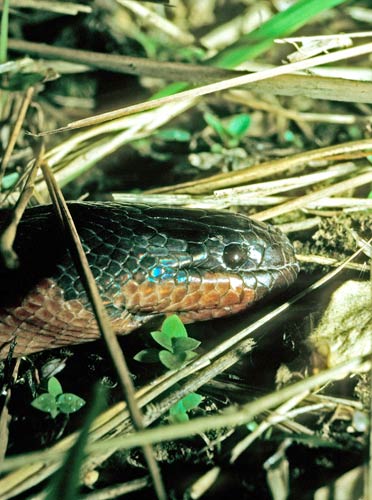 Wąż zmieniający kolor Enhydris gyii