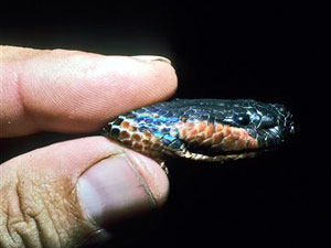 Wąż zmieniający kolor Enhydris gyii