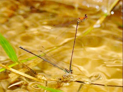 Lyriothemis mortoni - nowy gatunek ważki odkryty w Wietnamie