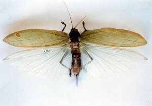Nowy_gatunek świerszcza z Malezji  - Rhomboptera Selangorensis