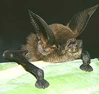 Nowy gatunek nietoperza z przyssawkami z Madagaskaru