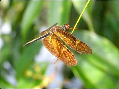 Prodasineura auricolor - nowy gatunek ważki odkryty w Wietnamie
