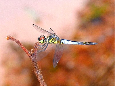 Pseudagrion williamsonii - nowy gatunek ważki odkryty w Wietnamie