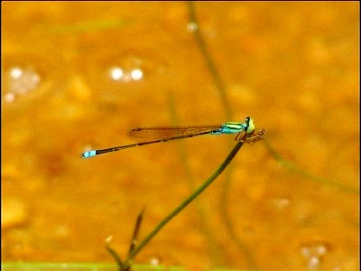 Rhyothemis obsolescens - nowy gatunek ważki odkryty w Wietnamie