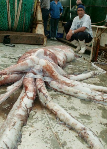 Kałamarnica olbrzymia (wody Portland, stan Victoria) - 230 kg, 6 m