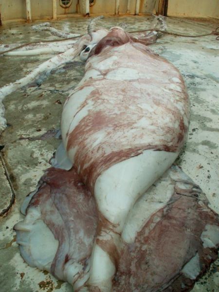 Kałamarnica olbrzymia (wody Portland, stan Victoria) - 230 kg, 6 m