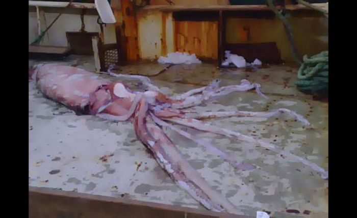 Kałamarnica olbrzymia (wody Portland, stan Victoria) - 230 kg, 6 m