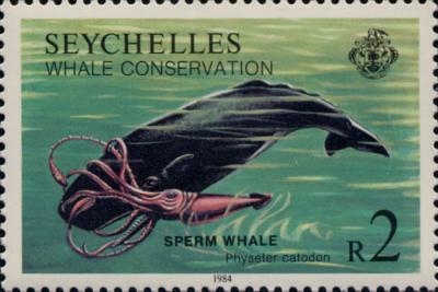 Kałamarnica olbrzymia vs kaszalot