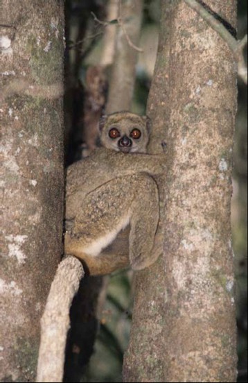 Lemur włochaty
