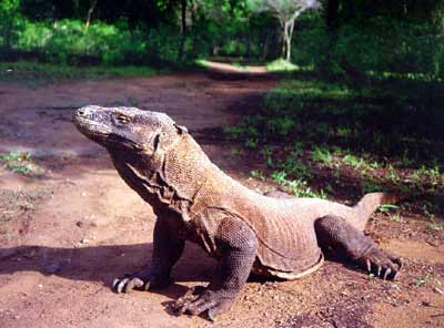 Waran z Komodo