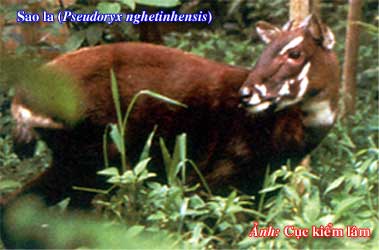 Saola (Vu quang)