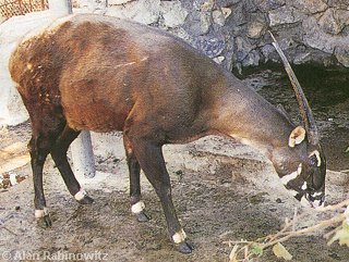 Saola (Vu quang)