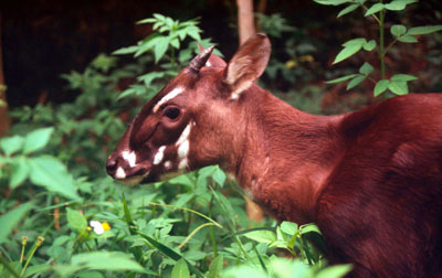 Saola (Vu quang)