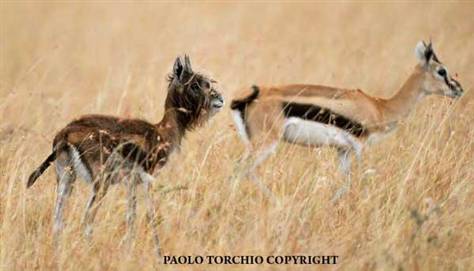 Nietypowa gazela Thomsona, sfotografowana w Kenii przez Paolo Torchio