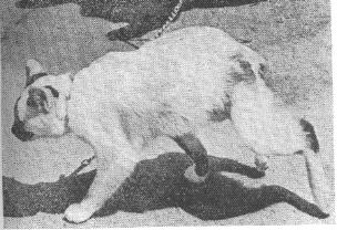 Królikot (tzw. cabbit)