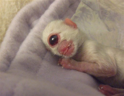 Kotek Cy (cyklopia/holoprozencefalia)