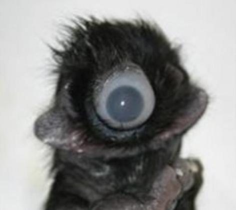 Kot cyklop (cyklopia / holoprozencefalia)