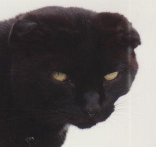 Kot ze zdeformowanymi (złożonymi) uszami