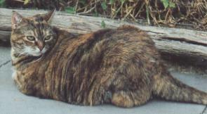 Kot (otyłość nienaturalna)