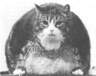 Kot (otyłość nienaturalna)