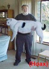 Kot (otyłość nienaturalna, słynna fałszywka)