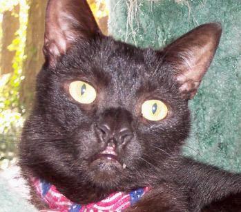 Kot z zajęczą wargą