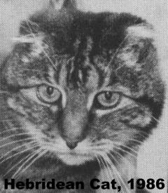 Kot ze zdeformowanymi (złożonymi) uszami