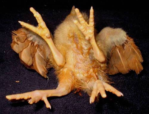 Kurczak - czteronogi